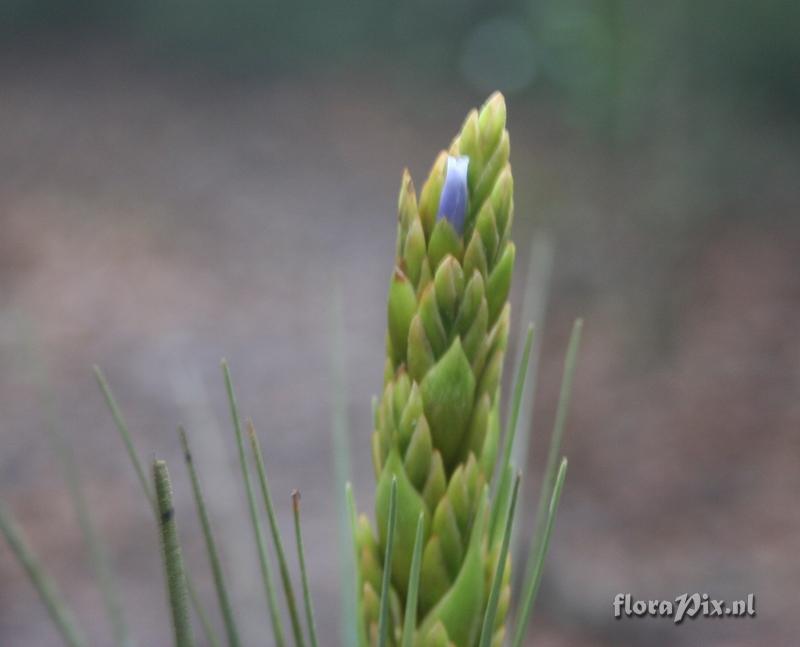 Tillandsia 