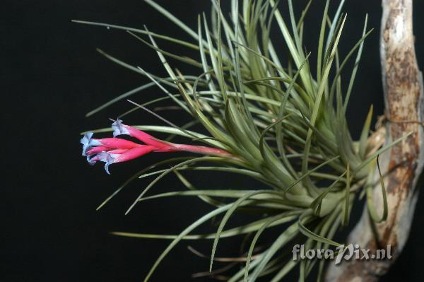 Tillandsia tenuifolia 2003GR01723