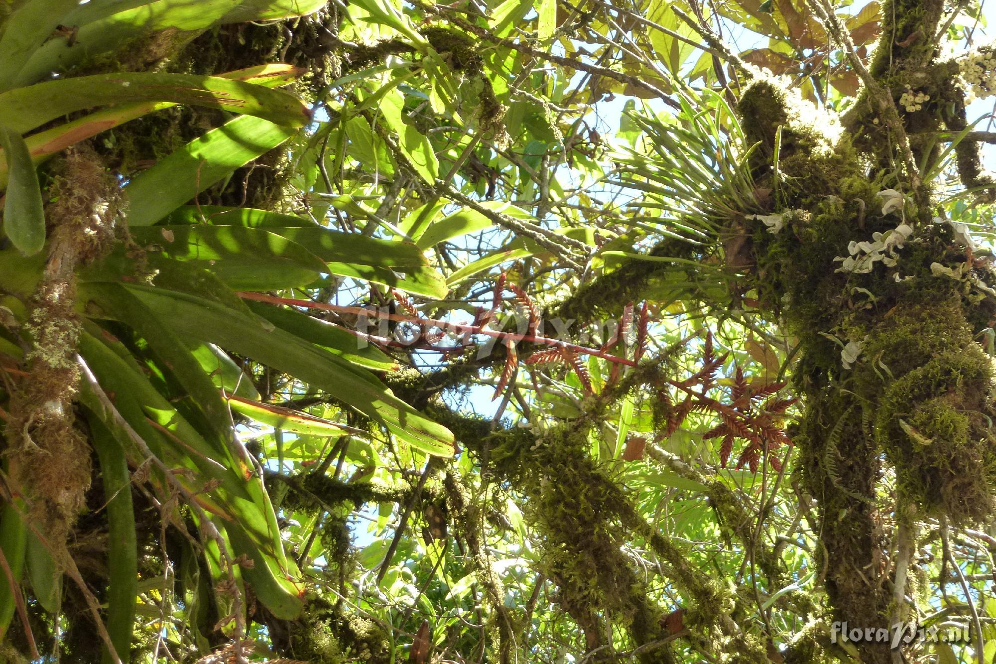 Tillandsia aff. asplundii