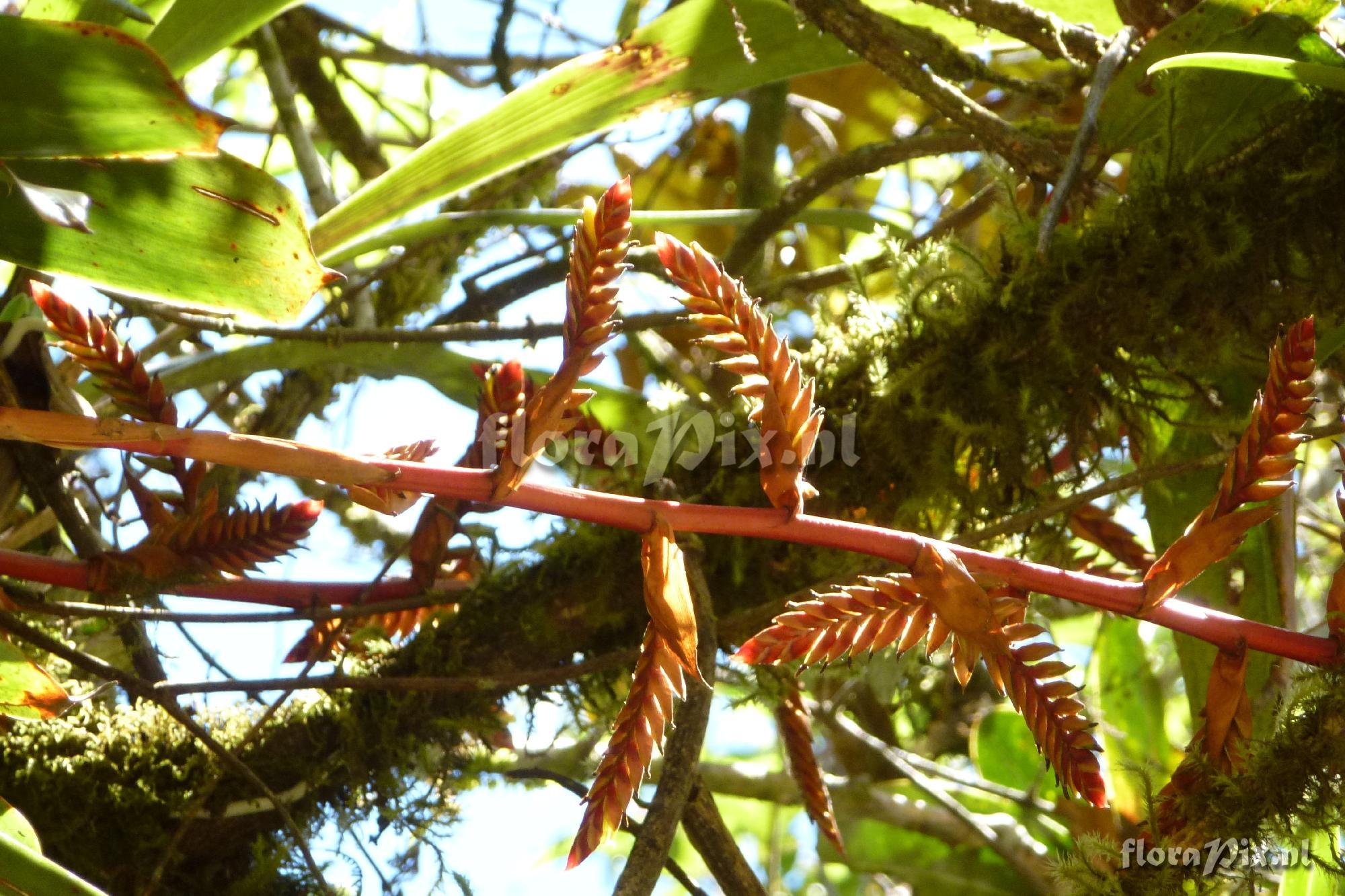 Tillandsia aff. asplundii