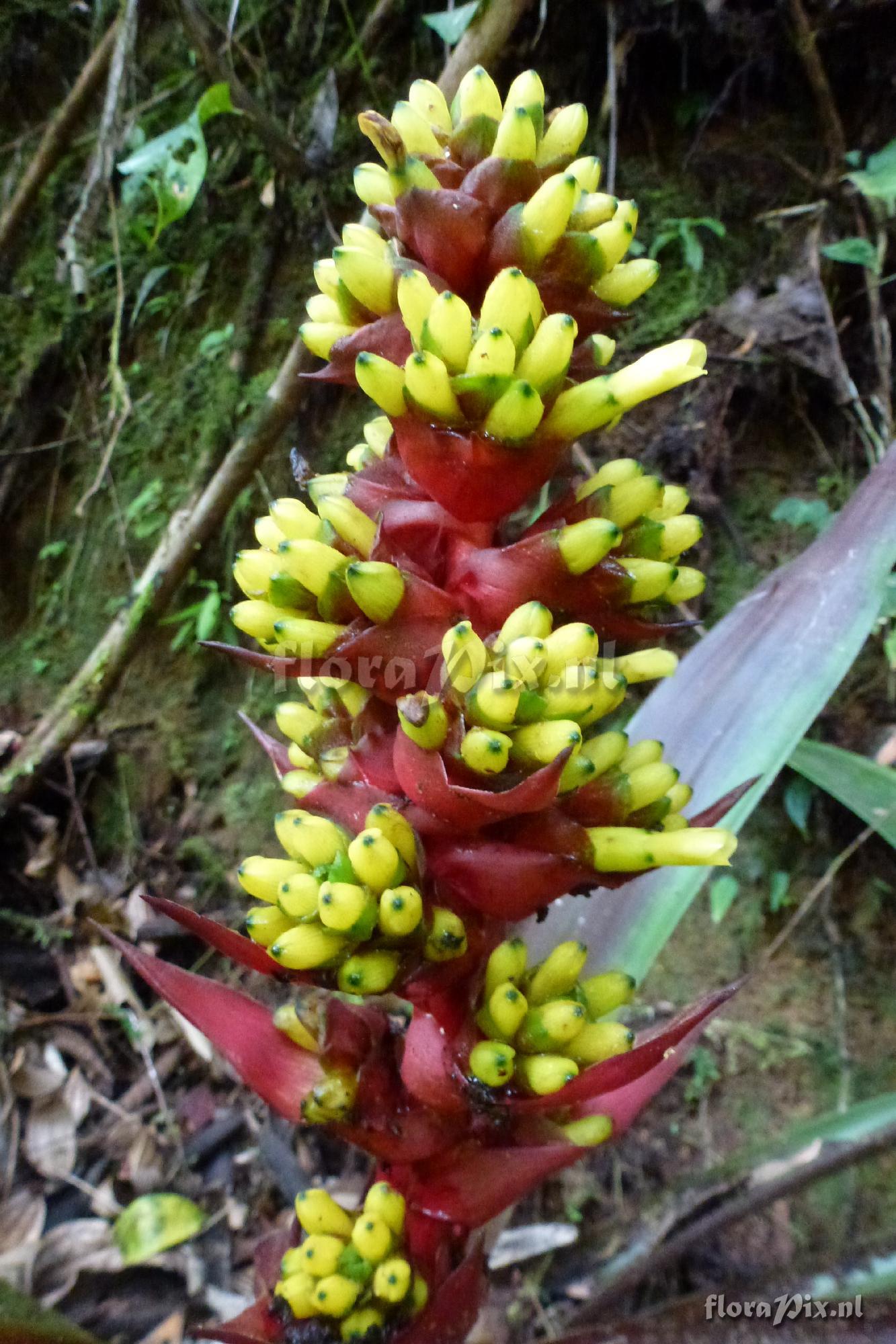 Guzmania testudinis ?