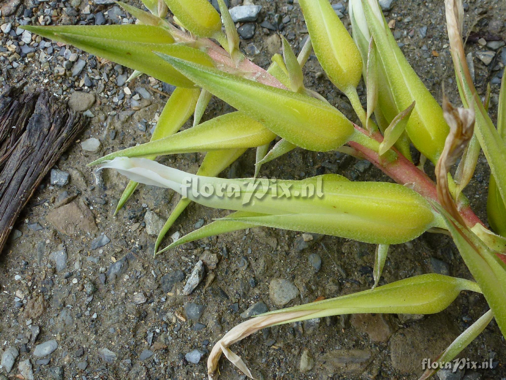 Pitcairnia megasepala