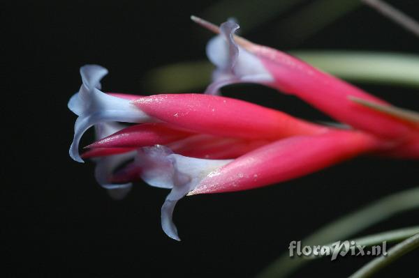 Tillandsia tenuifolia 2003GR01723