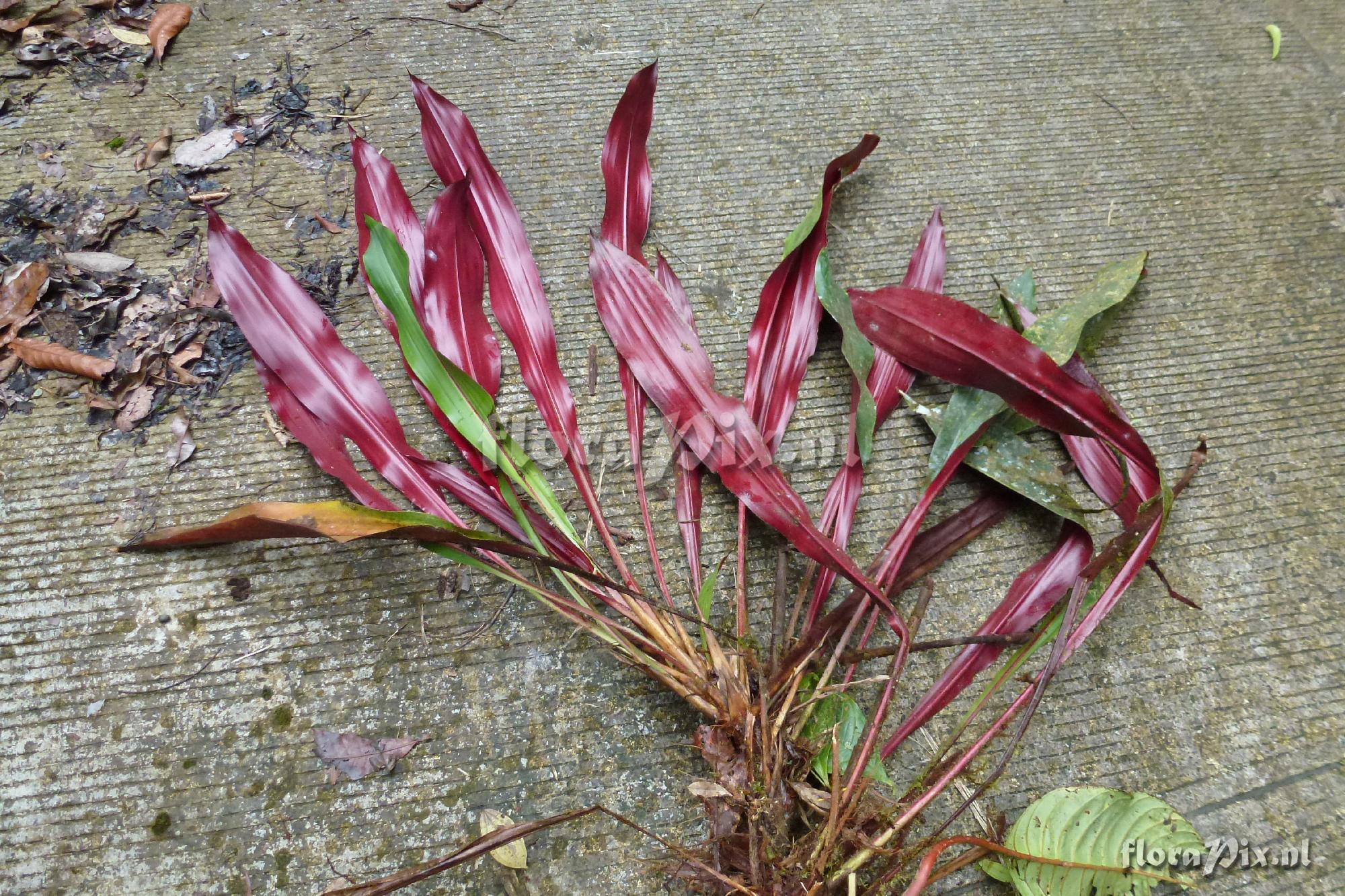 Pitcairnia sp