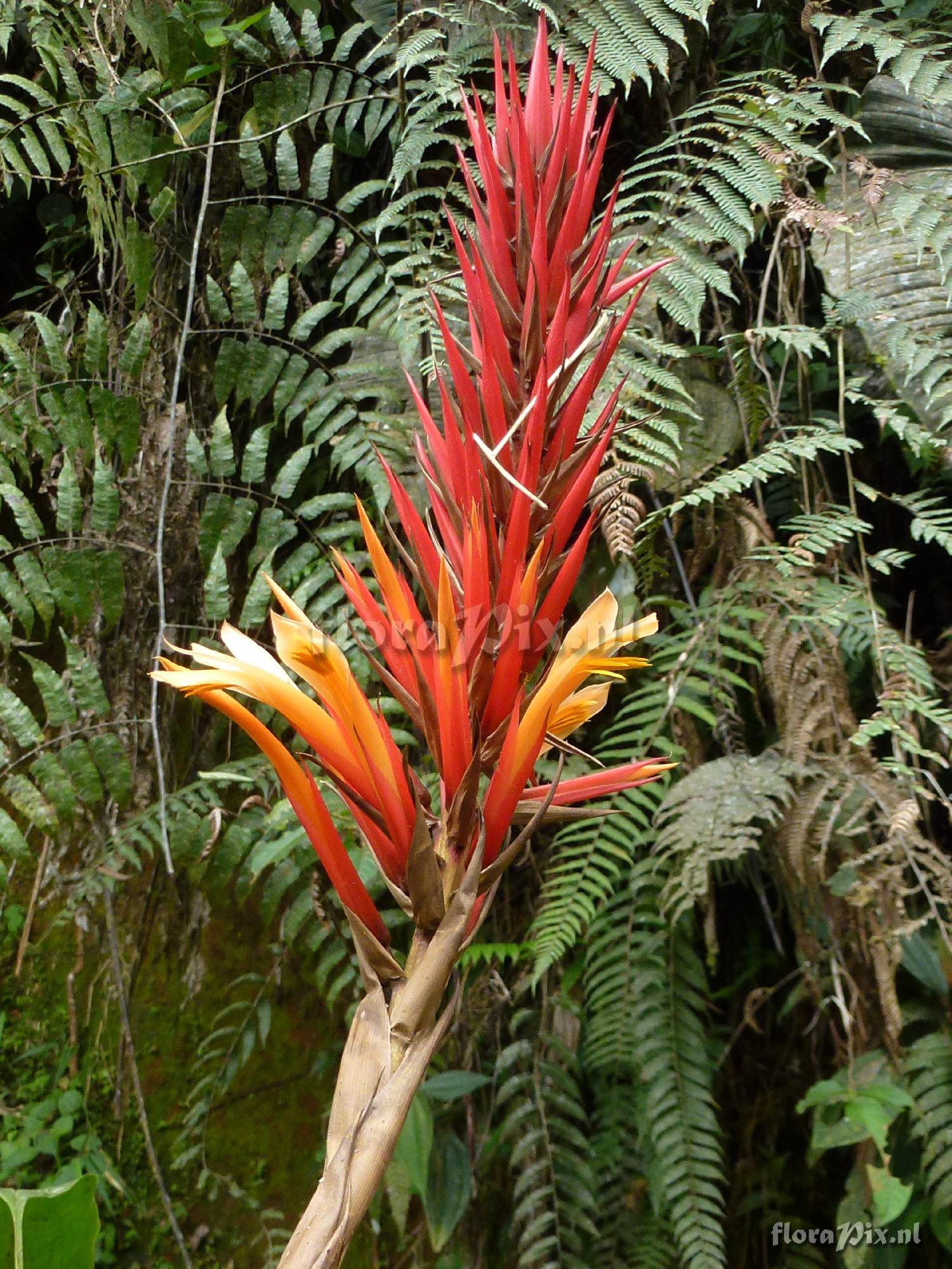 Pitcairnia sp?