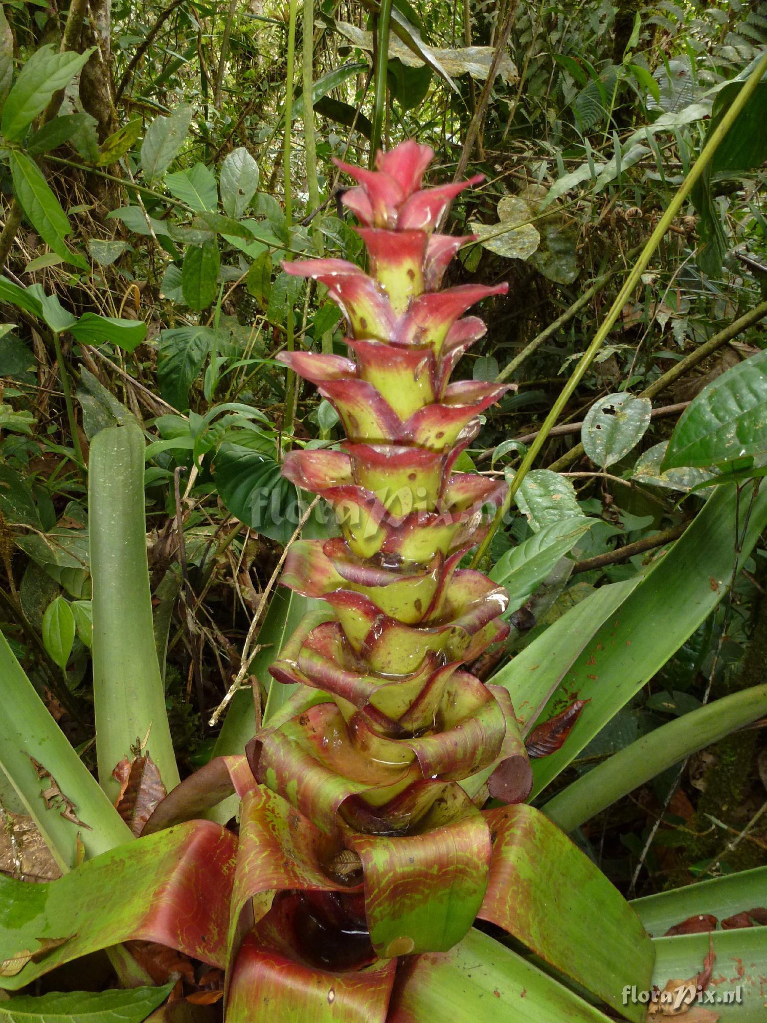 Guzmania pseudospectabilis