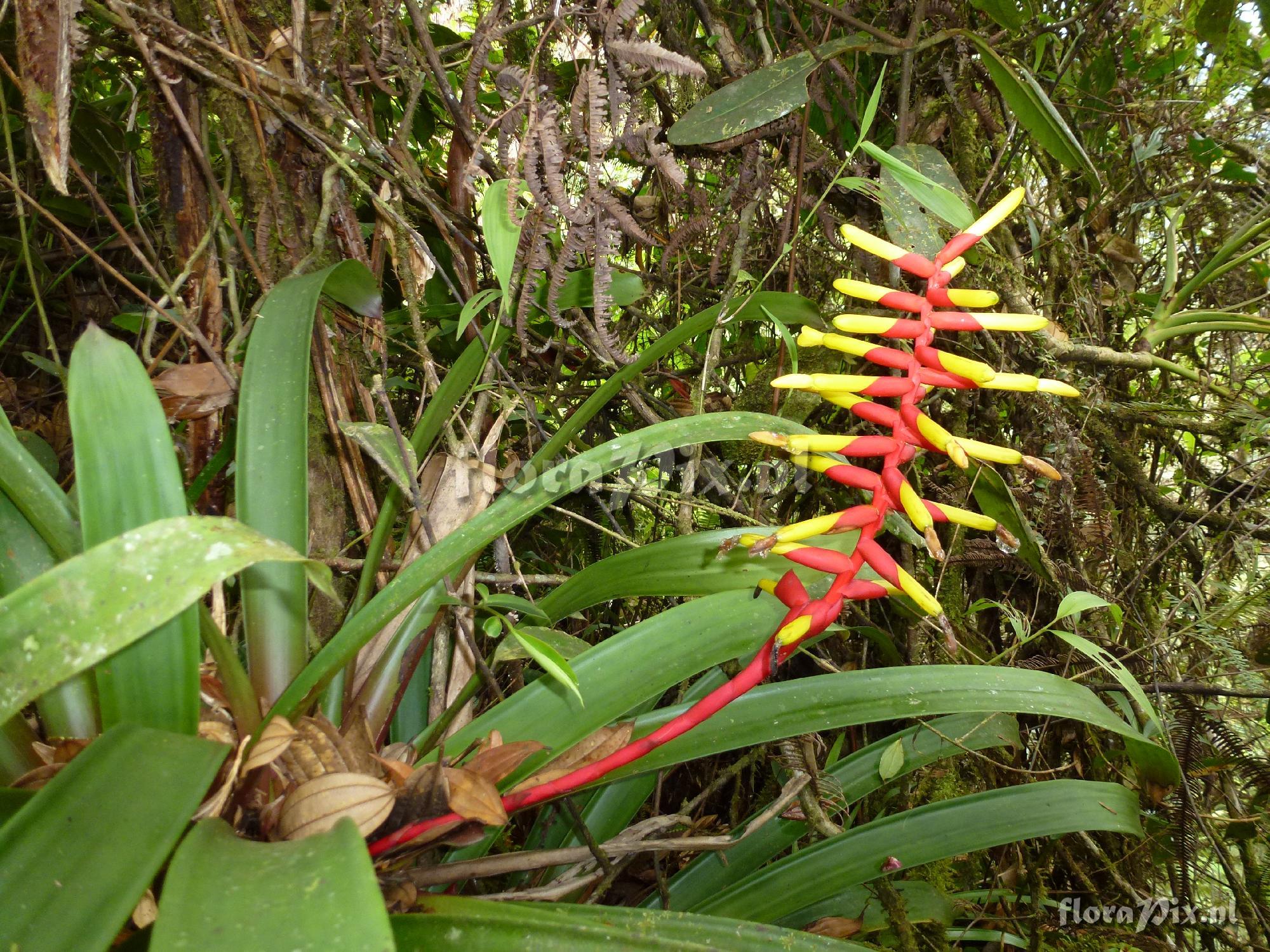 Guzmania sprucei