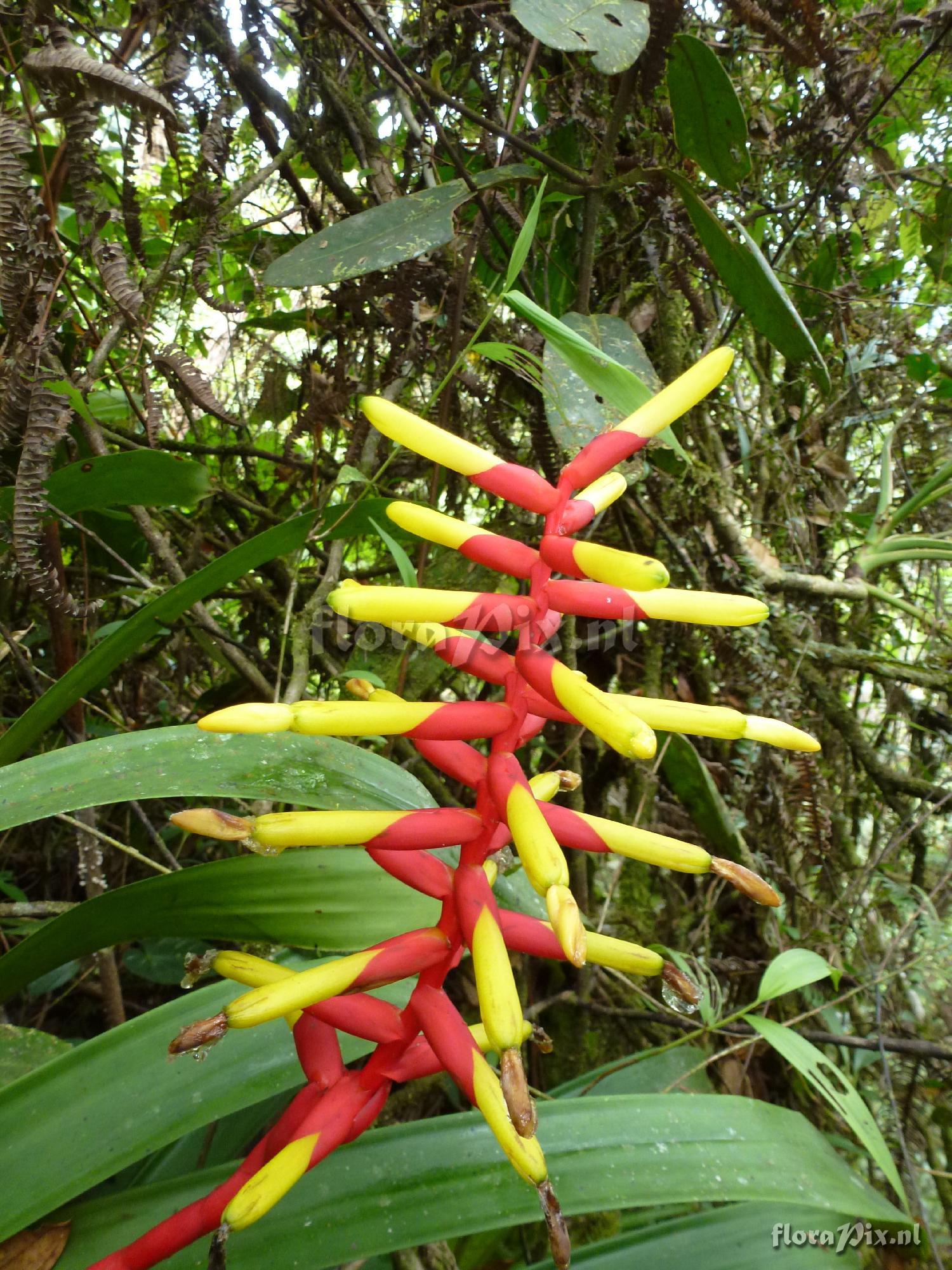 Guzmania sprucei