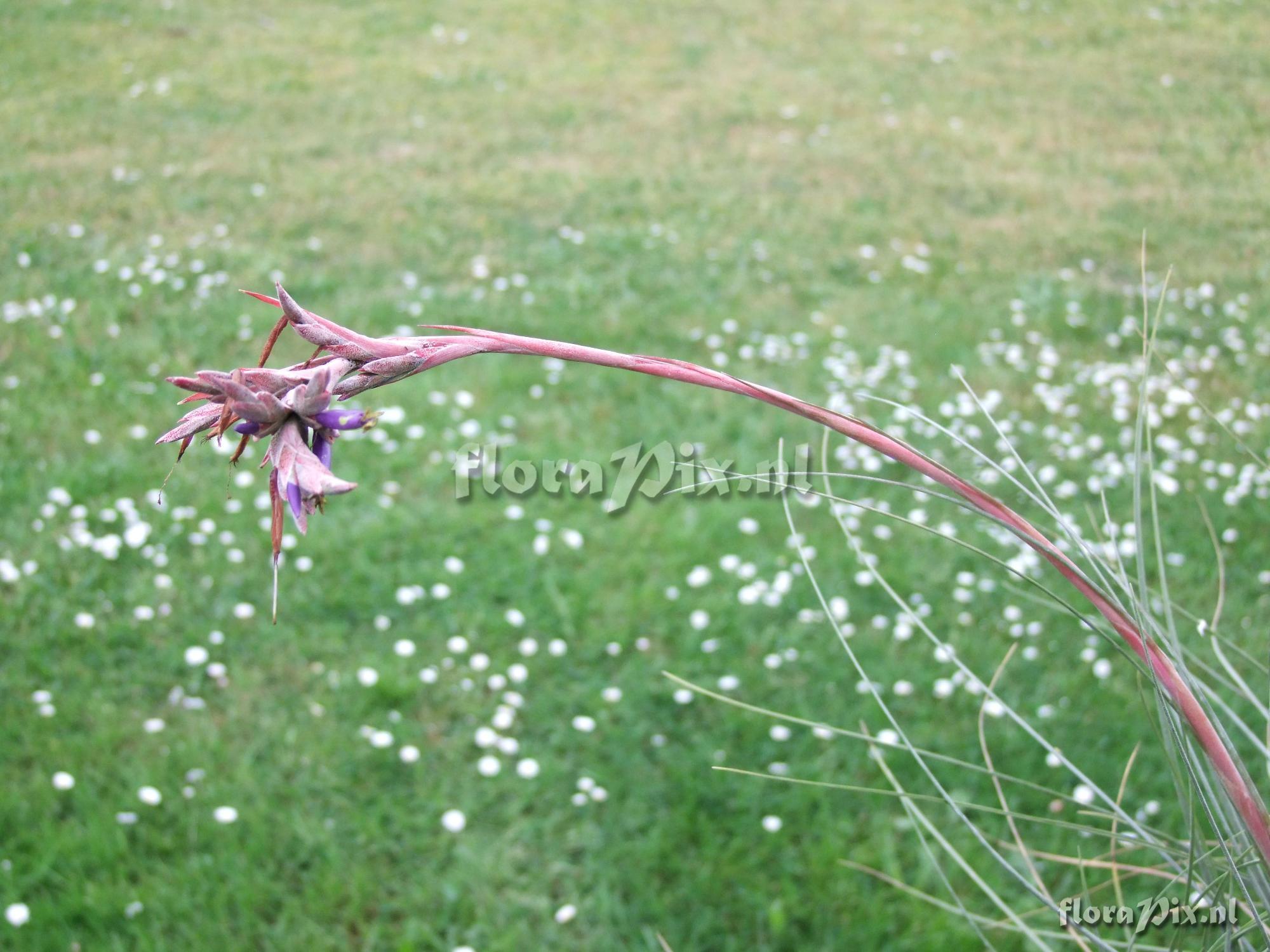 Tillandsia cf. juncea