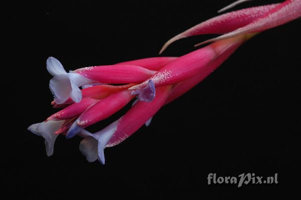 Tillandsia tenuifolia var. tenuifolia