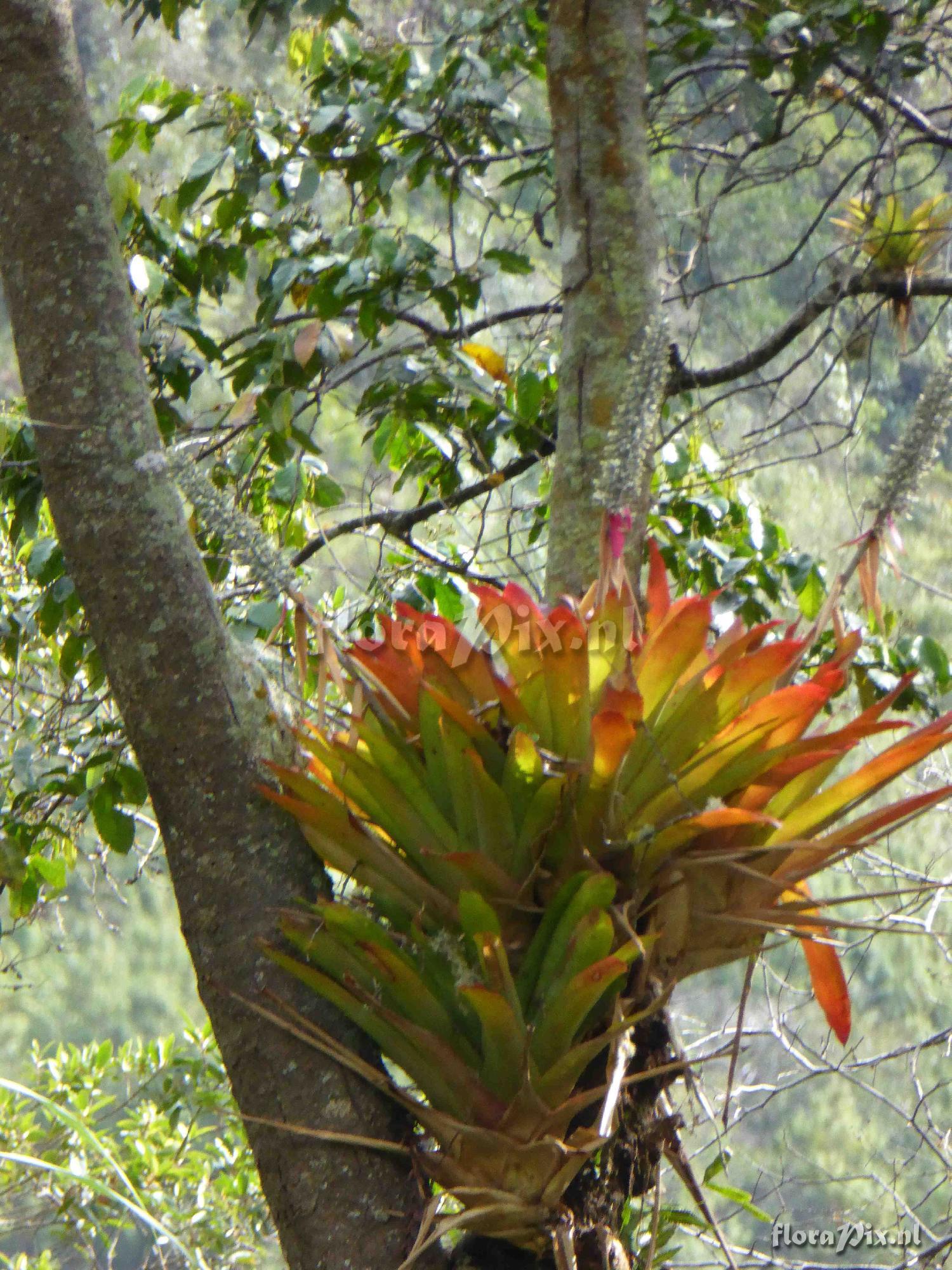 Aechmea mexicana