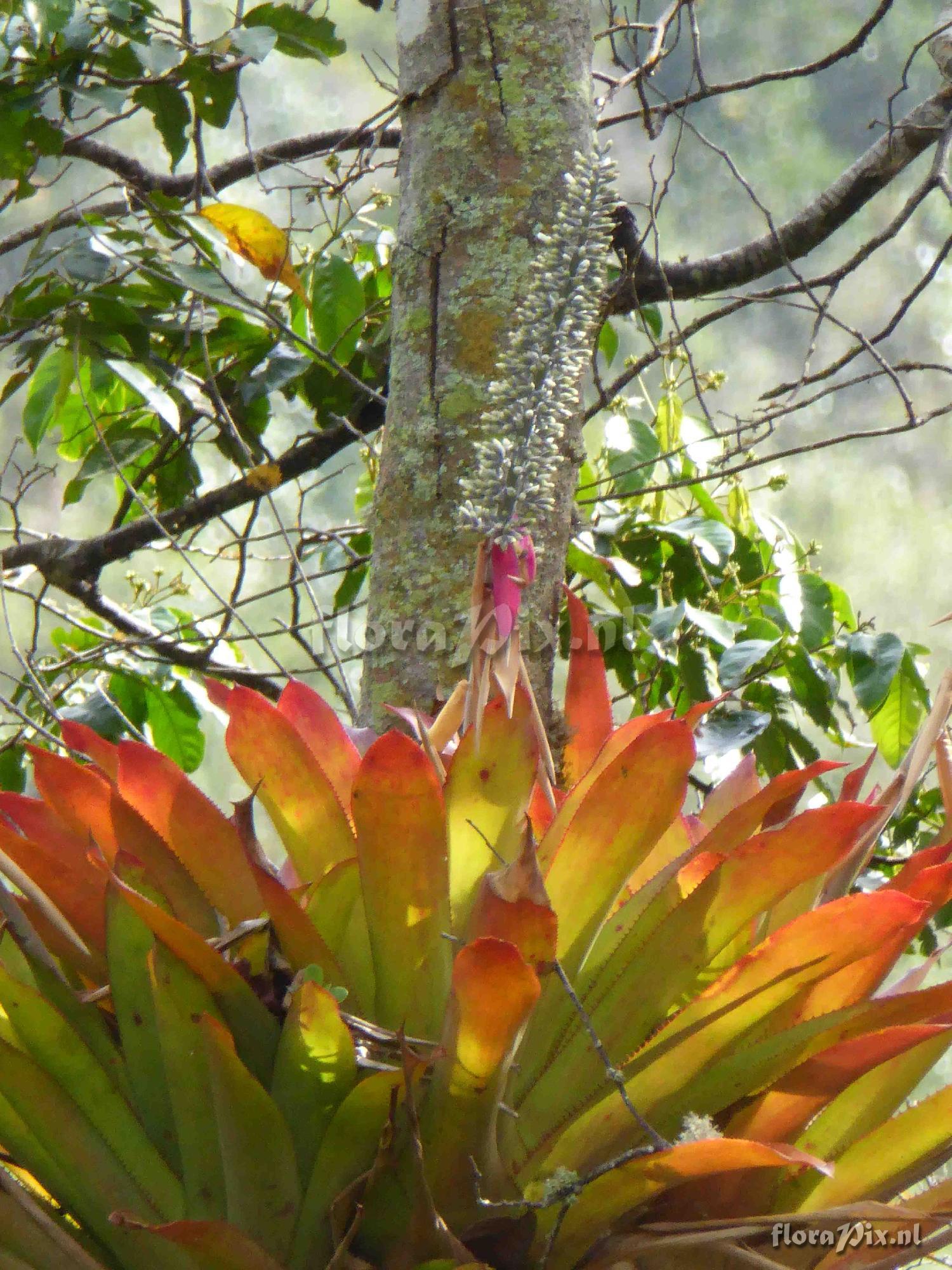 Aechmea mexicana