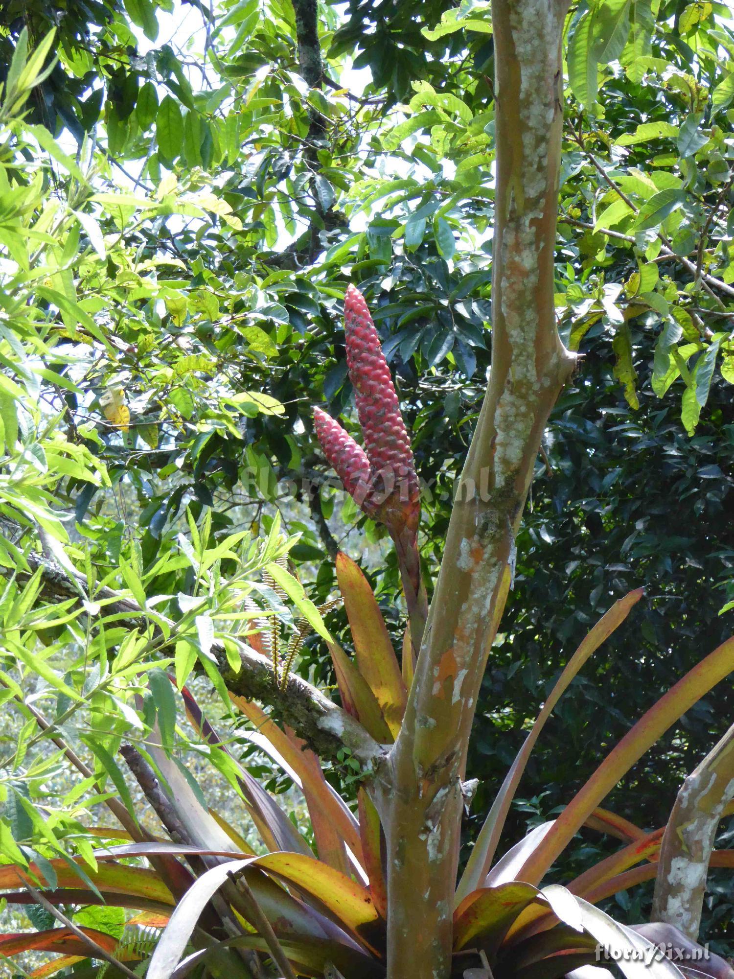 Guzmania bipartita