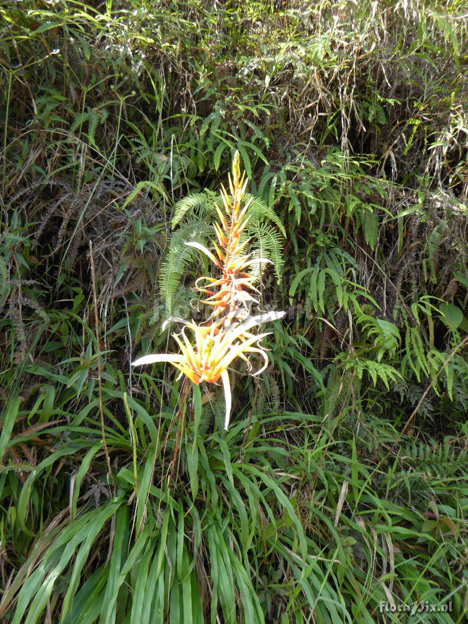 Pitcairnia sp?