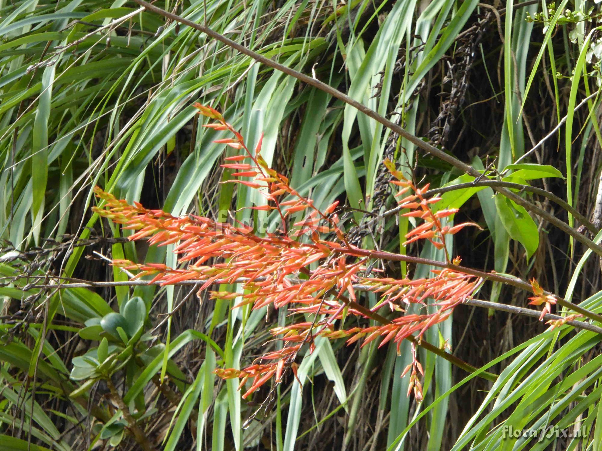 Pitcairnia sp?