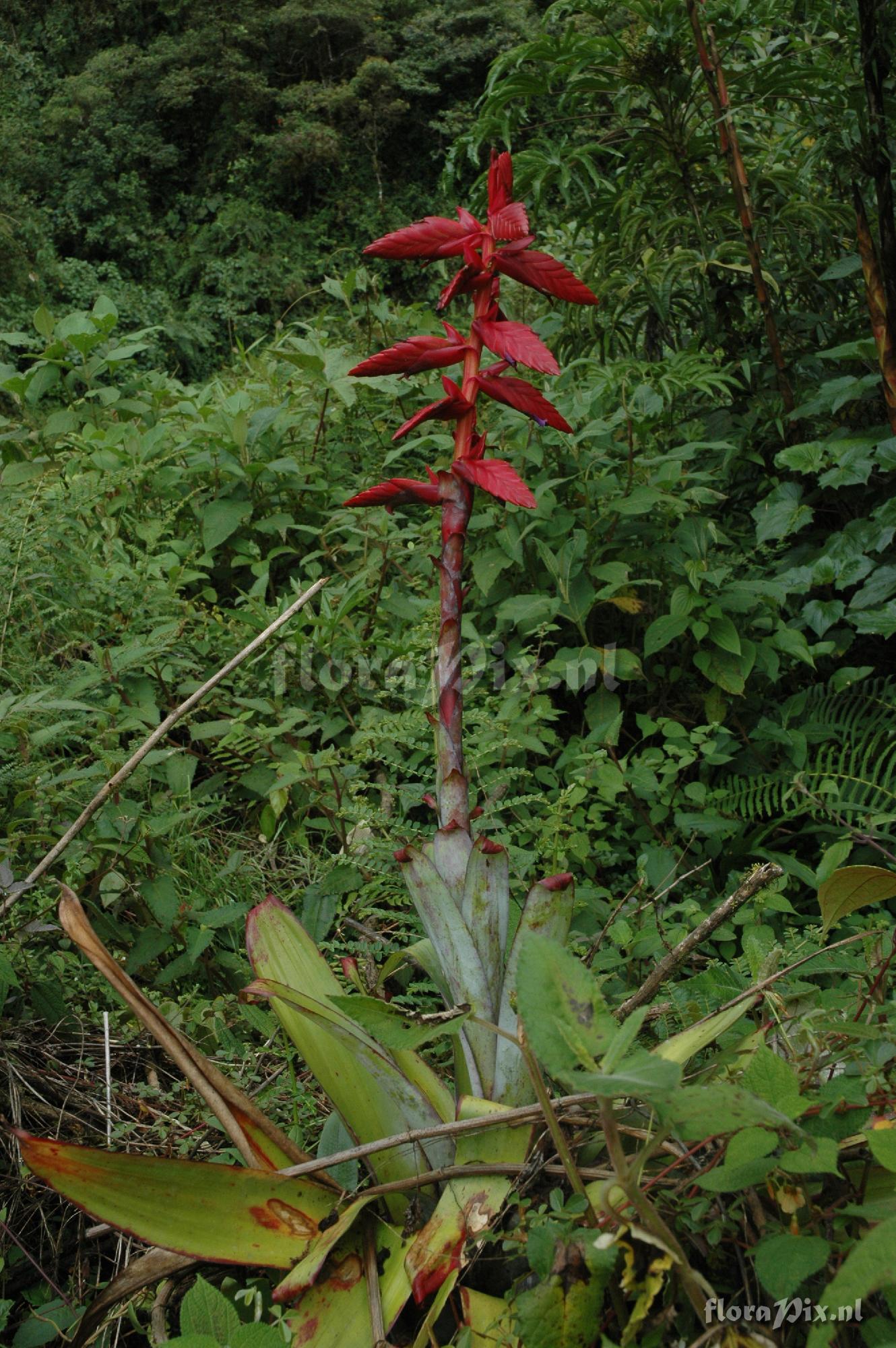 Tillandsia superba