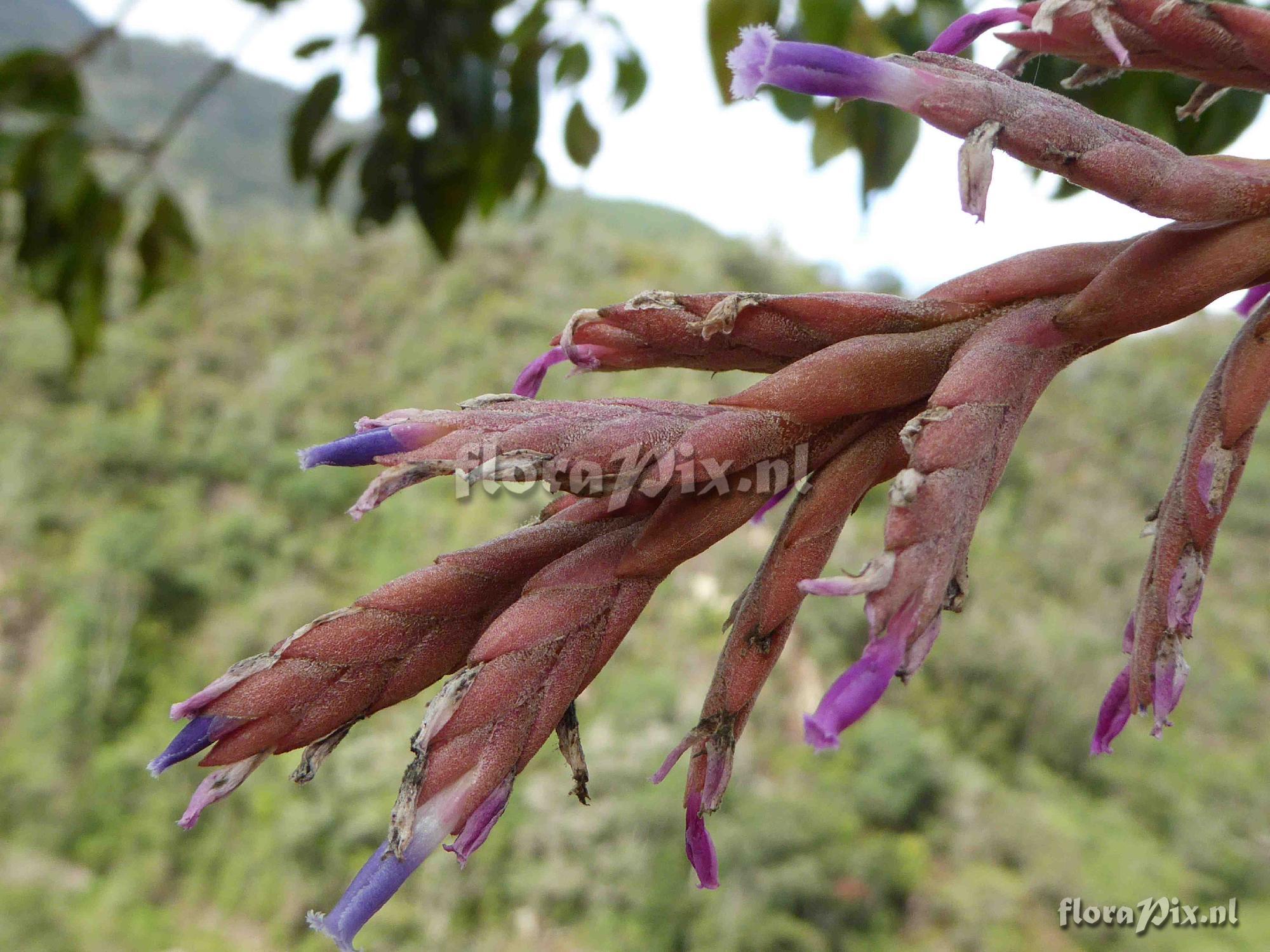 Tillandsia heterandra