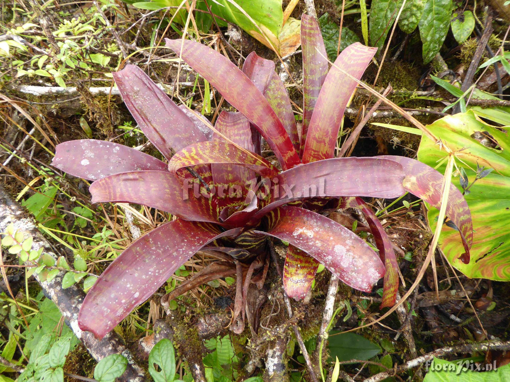 Guzmania pseudospectabilis