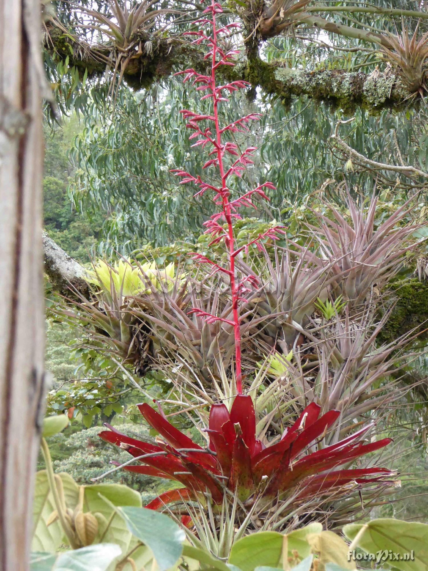 Tillandsia tovarensis