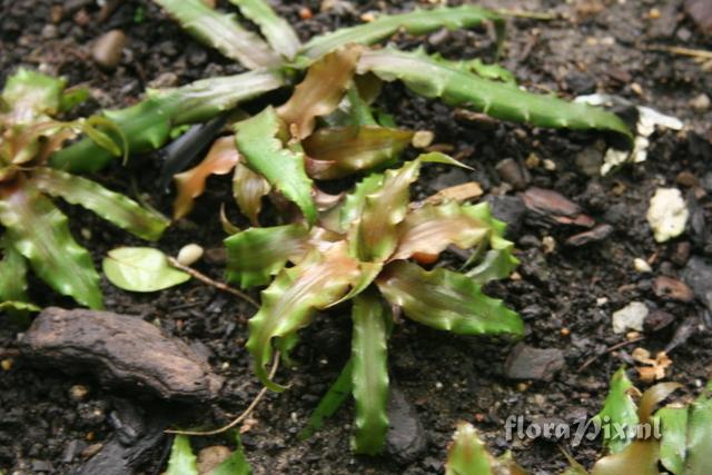 Cryptanthus acaulis 
