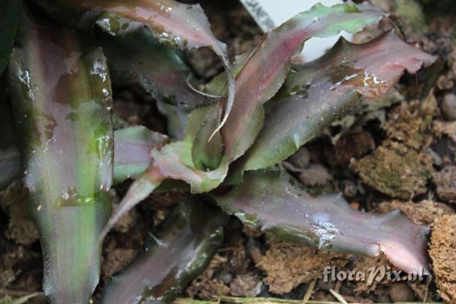 Cryptanthus acaulis