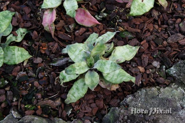 Cryptanthus x mirabilis 