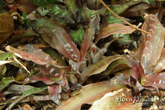 Cryptanthus 