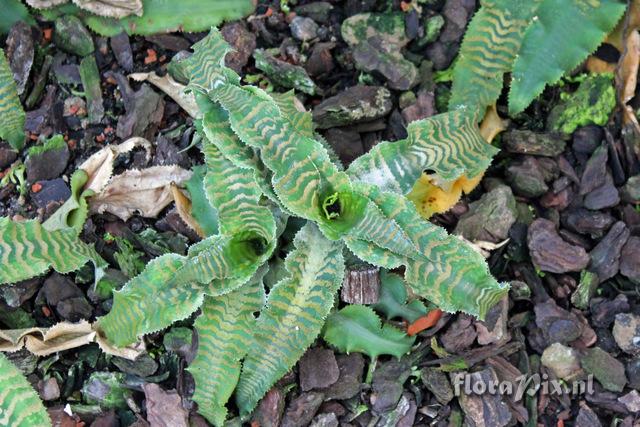 Cryptanthus zonatus hybride