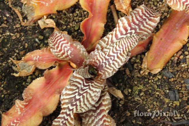 Cryptanthus zonatus hybride