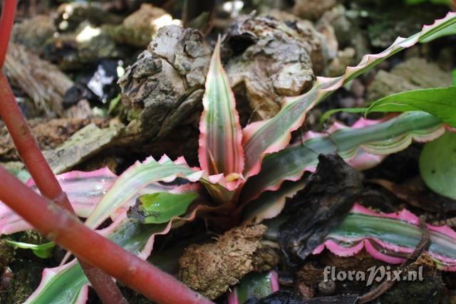 Cryptanthus bivittatus 