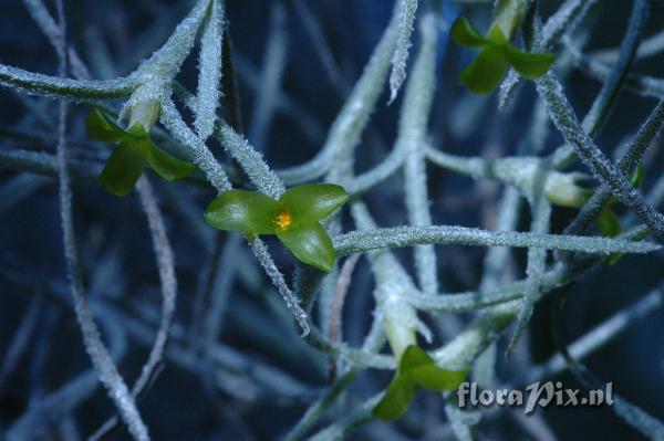 Tillandsia usneoides