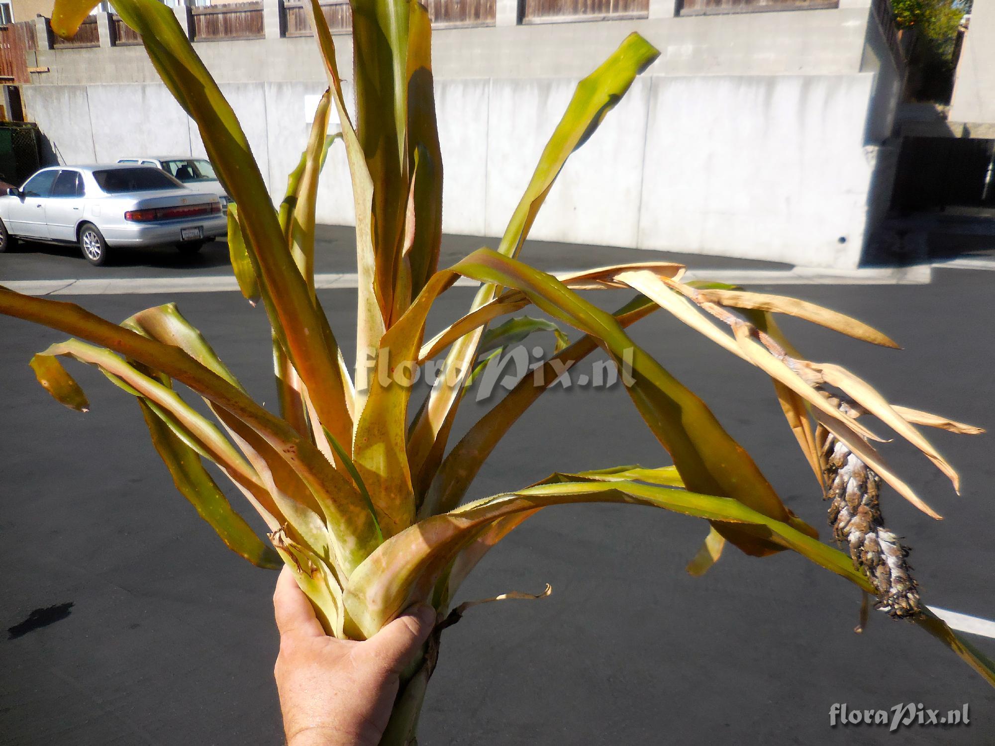 Aechmea 