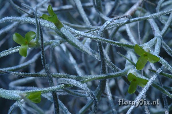 Tillandsia usneoides