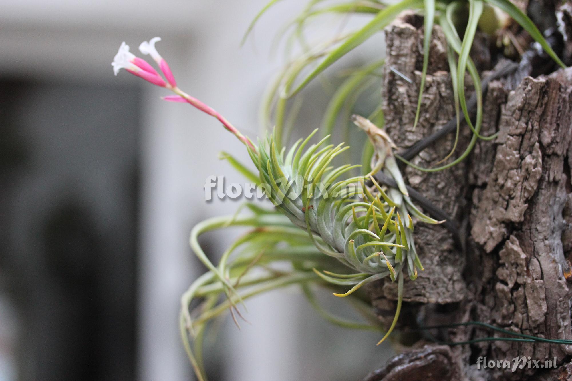 Tillandsia Araujei