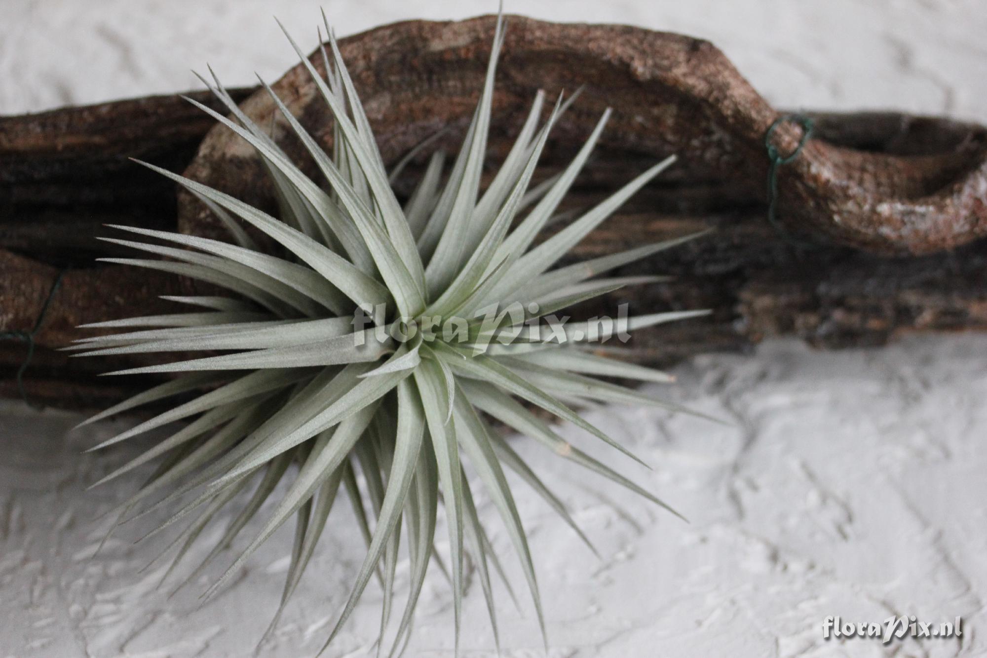 Tillandsia Purpurea ?