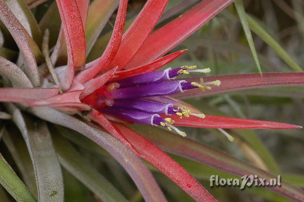 Tillandsia velutina