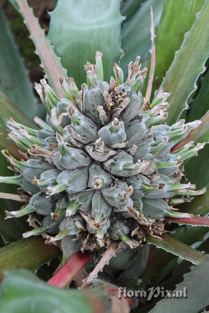 Bromelia lagopus