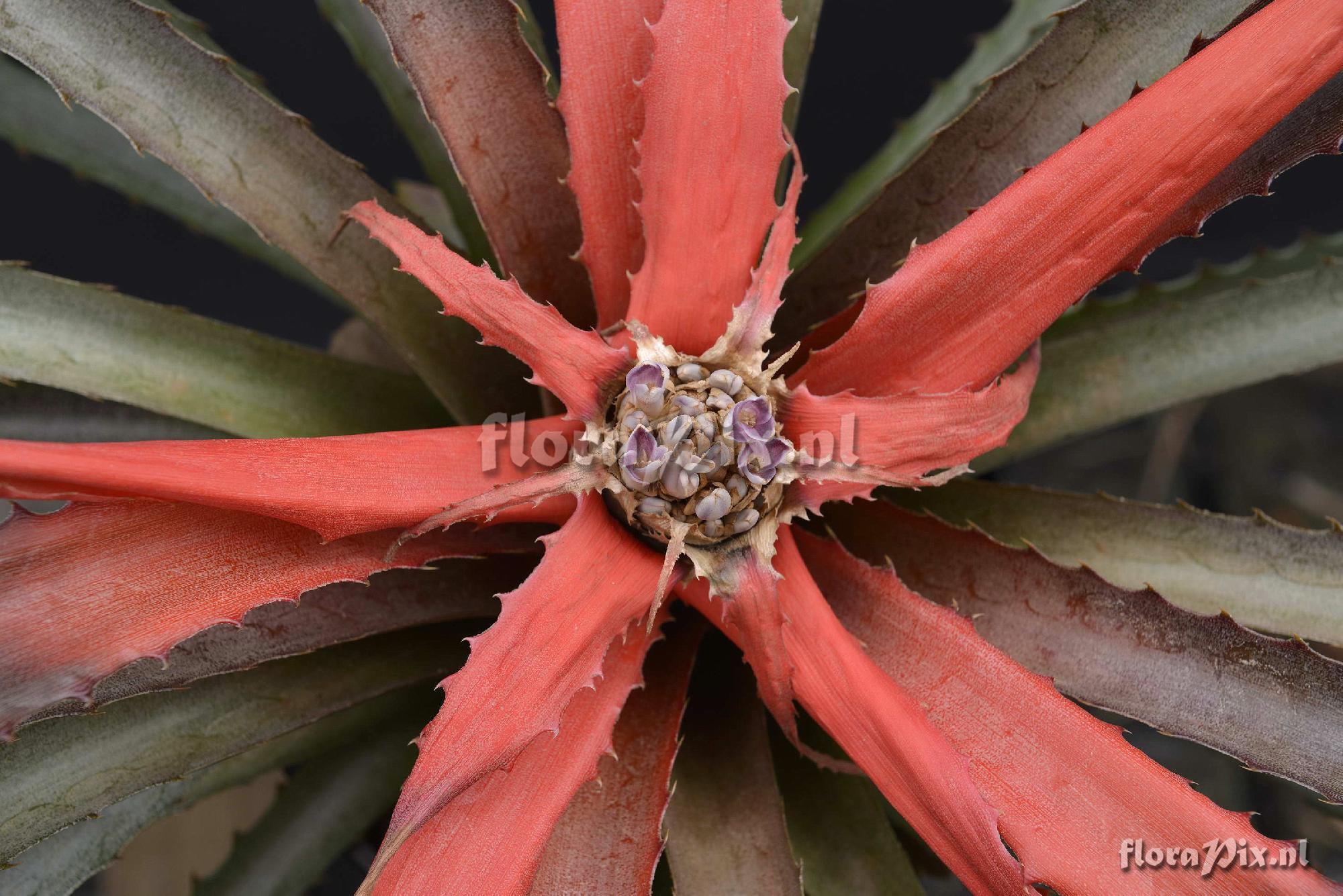 Bromelia agavifolia