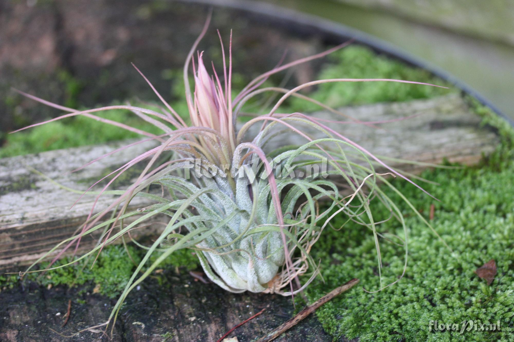 Tillandsia delicata