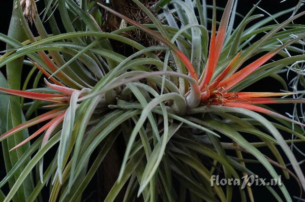 Tillandsia velutina