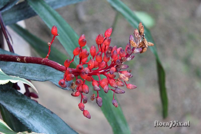 Aechmea fulgens 