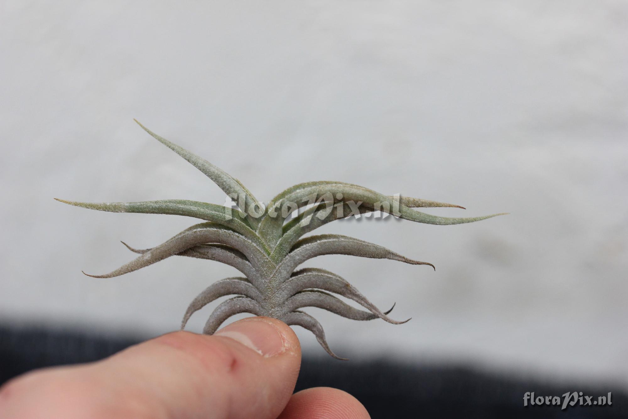 Tillandsia Gilliesii