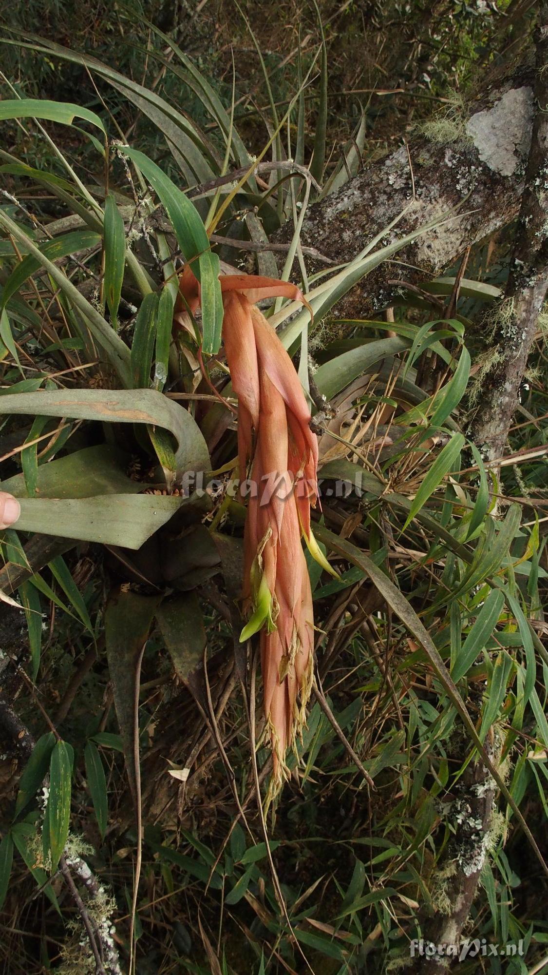 Tillandsia subgenus Pseudovriesea sp?