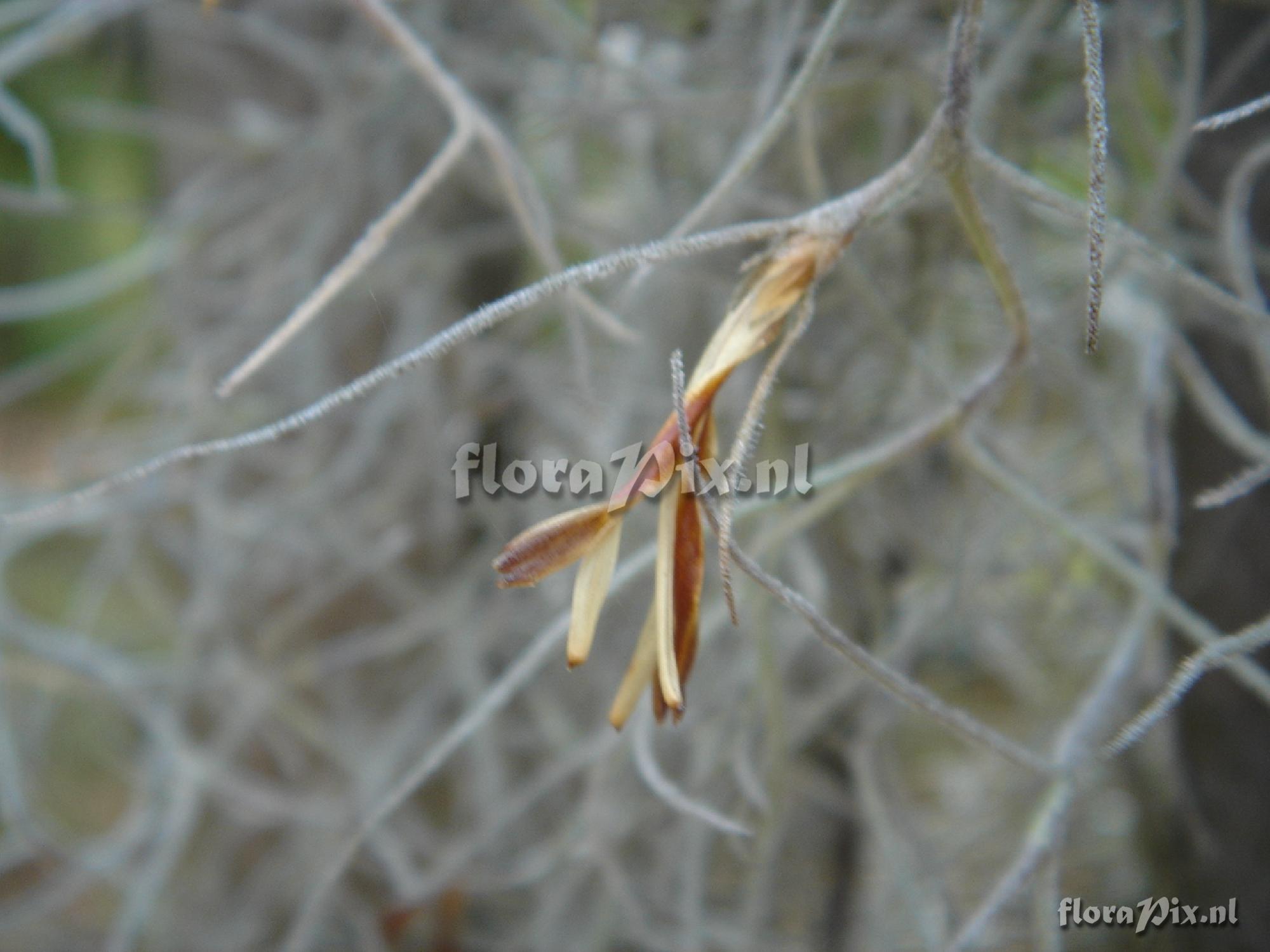 Tillandsia usneoides