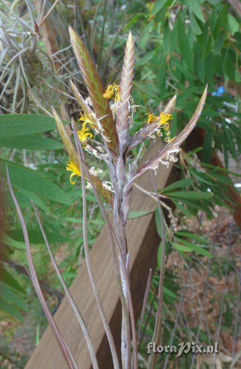 Tillandsia disticha