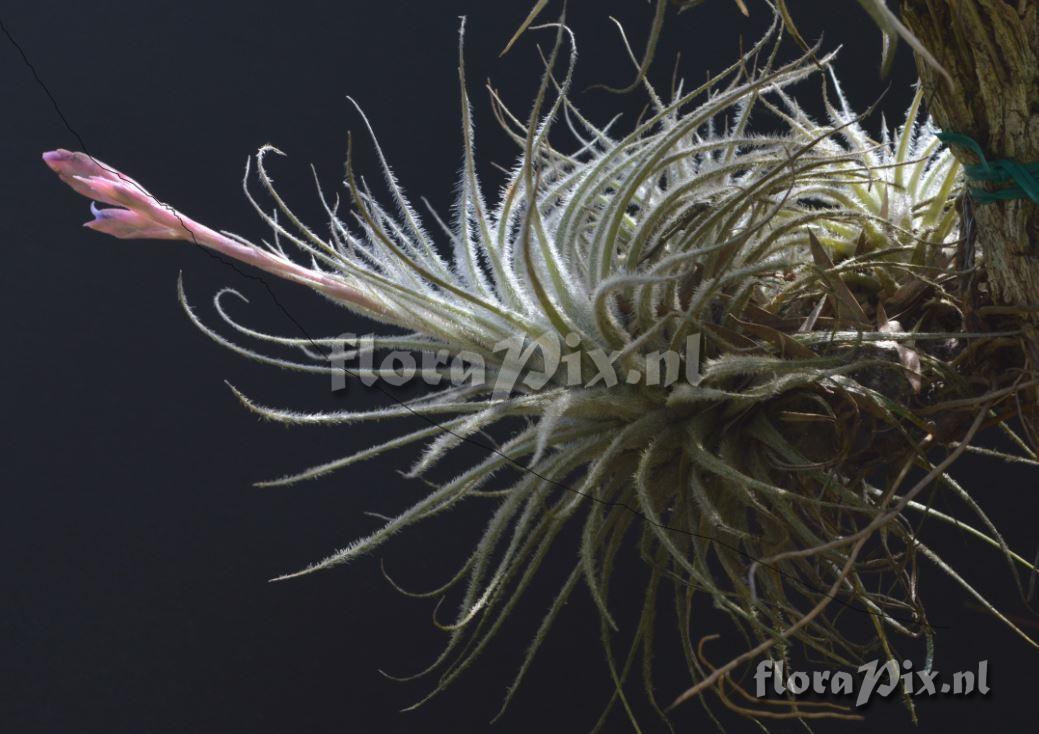 Tillandsia tectorum