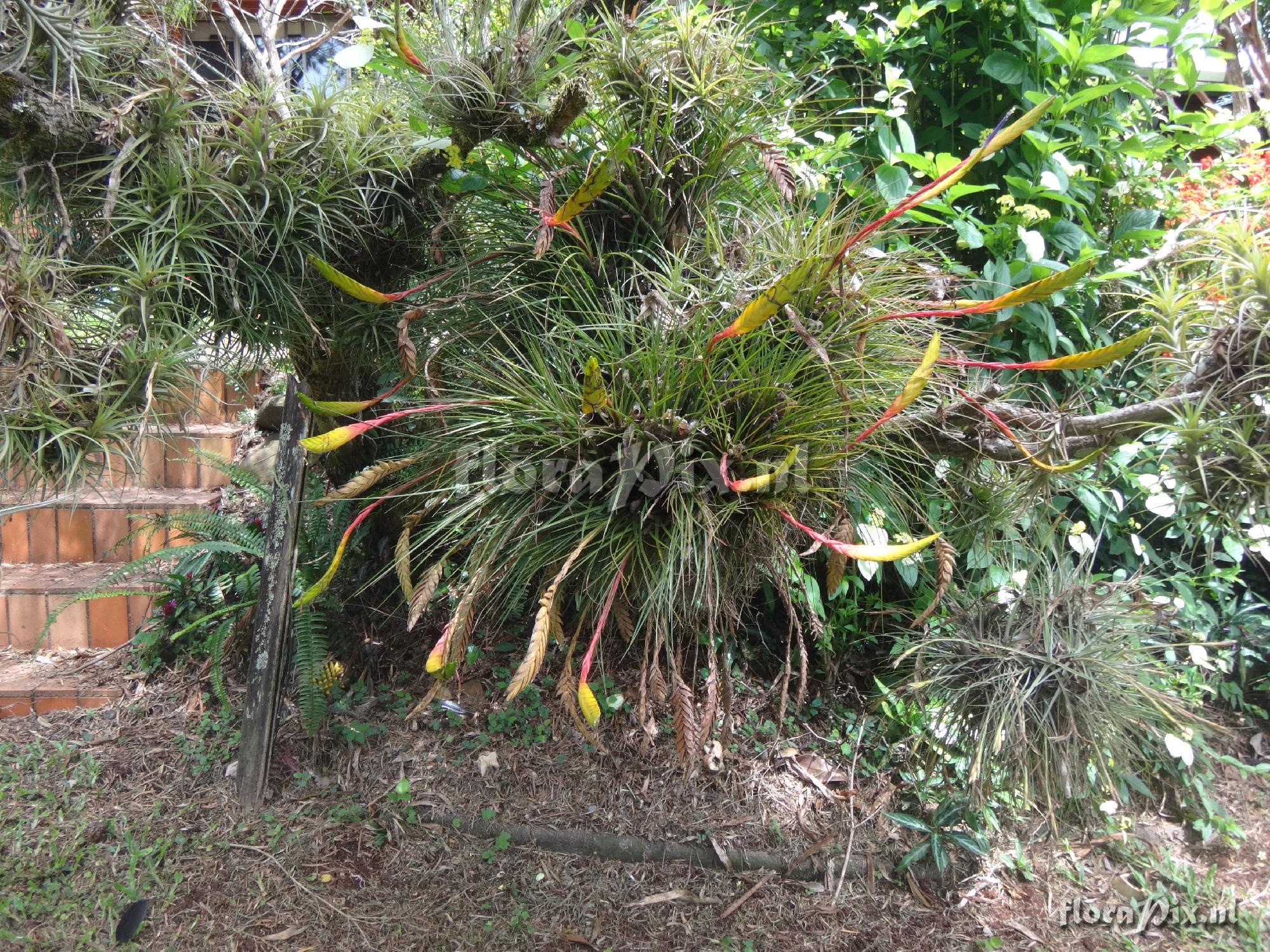 Tillandsia tricolor (add a larger image)
