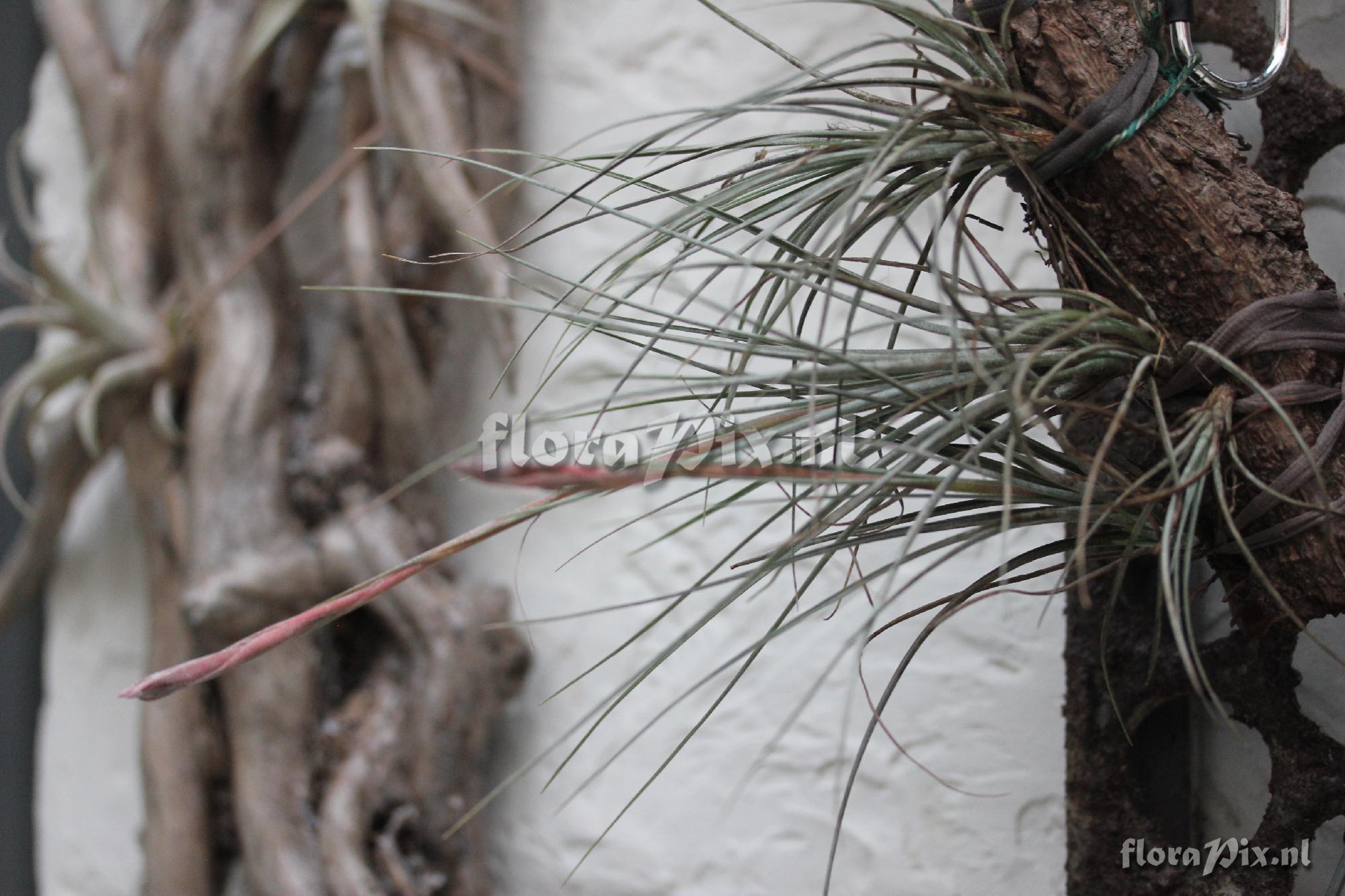 Tillandsia 