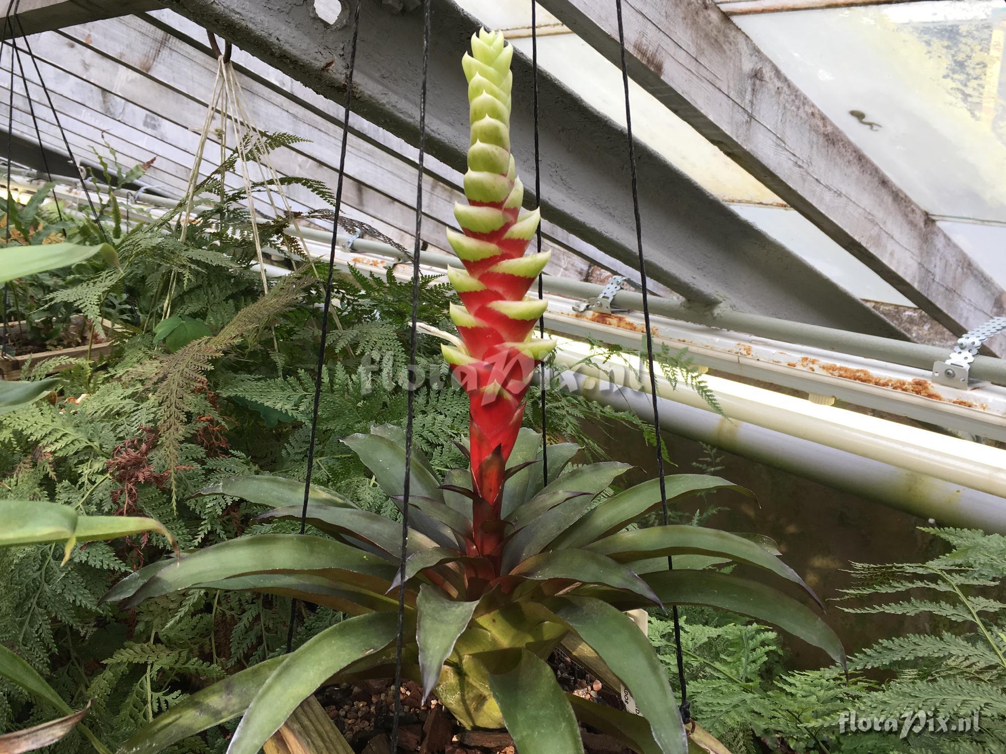 Tillandsia heliconioides