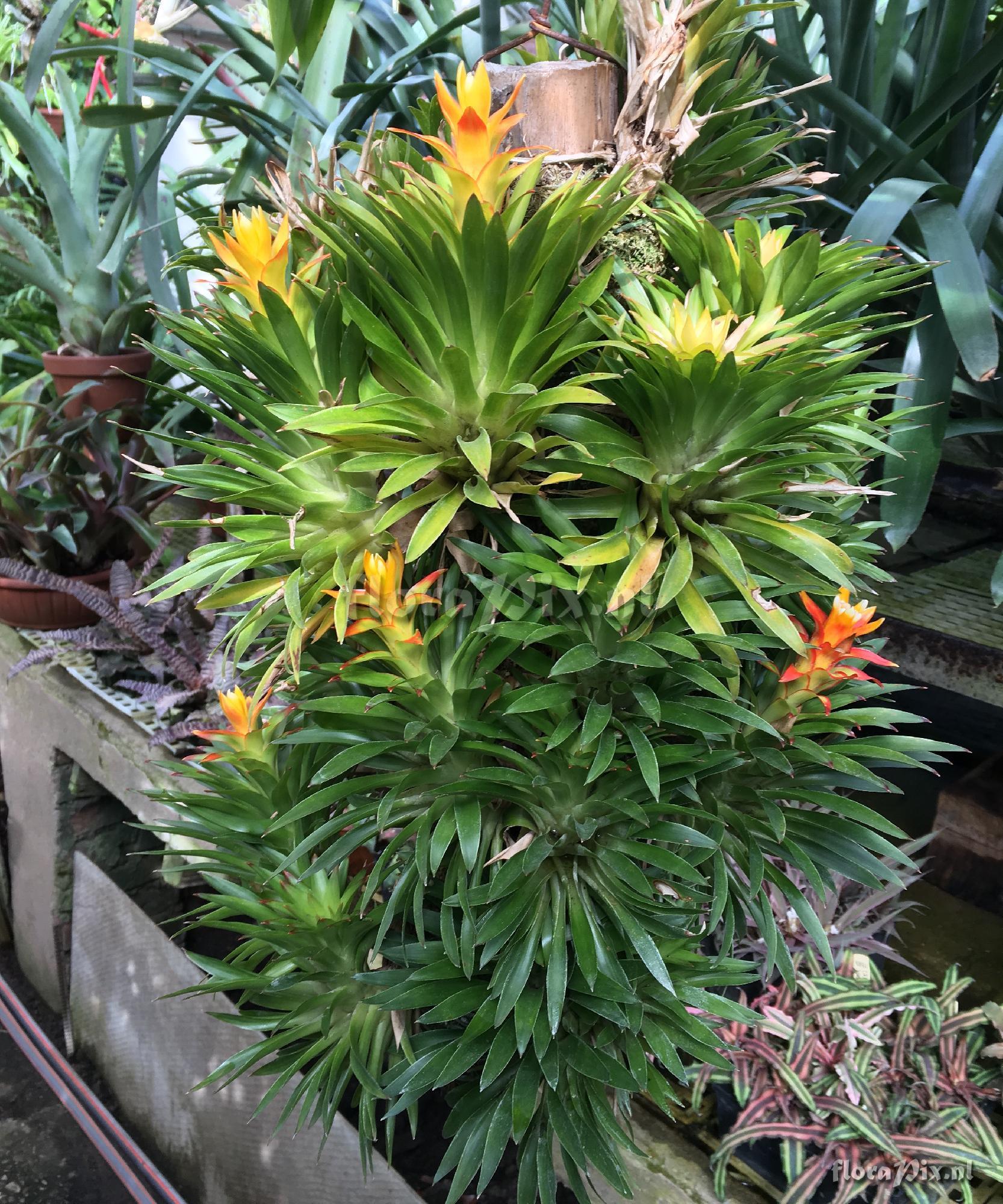 Guzmania 